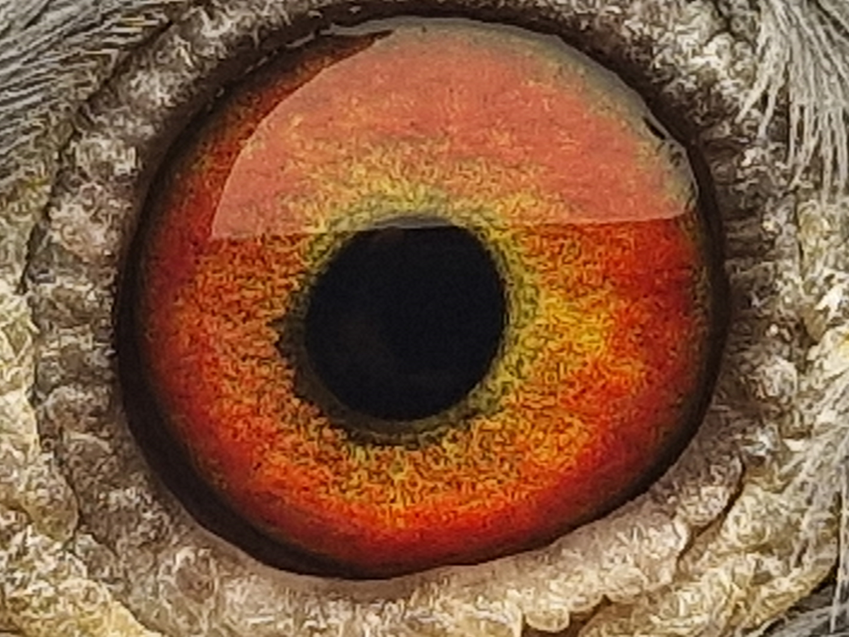 Pigeon eye